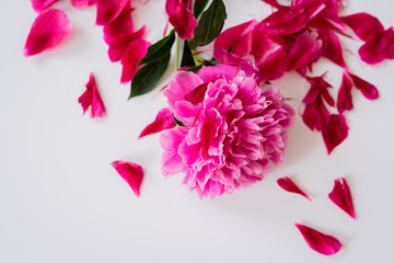 Fototapeta premium Blooming Pink peony flower with green leaves and scattered petals, lifestyle image. Close up , Flat lay, top view, copy space