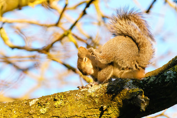 Gray Squirrel (Sciurus carolinensis) having a scratch in golden morning light, in the UK