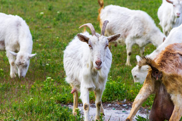 A herd of goats walk in the fresh air on a summer day