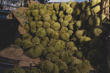 Fresh durian on the truck preparing for sale, king of fruit from Thailand, selective focus