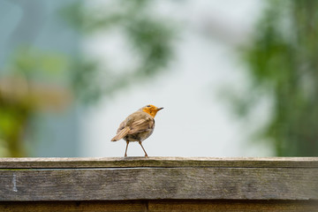 European Robin (Erithacus rubecula) perched on a fence looking up, taken in London, England