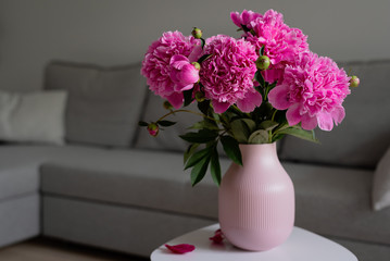 Blooming Pink peony flower with green leaves in pink vase on the white table, in the room, grey background, lifestyle image, copy space
