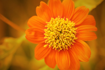 very beautiful bright orange flower in macro, Summer/autumn blossoming , Gerbera Daisy.