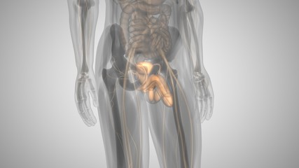 3d illustration of a man with an illuminated penis. man's health