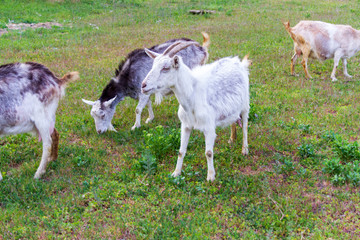 A herd of goats walk in the fresh air on a summer day