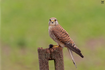 Peneireiro Vulgar, Common Kestrel (Falco tinnunculus)
Worcester, UK - 2016.06.18