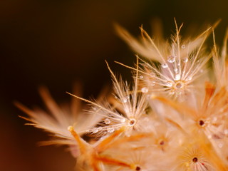 Dew drops on dandelion petals early in the morning