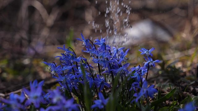 A beautiful flower of a bluebell is watered in the garden.