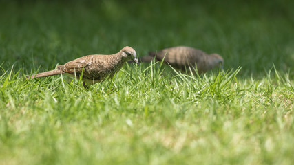 The Zebra Dove