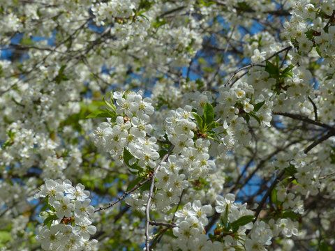 cherry tree in bloom