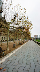 Dusseldorf landscape late autumn-winter, alley with trees