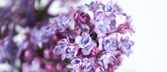 Tender lilac on a spring sunny day.