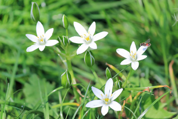 White little flowers near the forest.