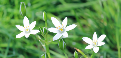 White little flowers near the forest.