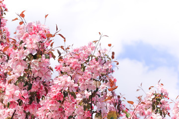 Spring flowering tree. Sunny day. May.