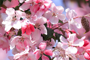 Spring flowering tree. Sunny day. May.