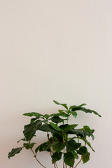An indoor coffee plant Arabica against white background