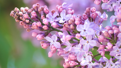 Tender lilac on a spring sunny day.