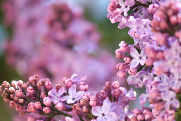 Tender lilac on a spring sunny day.