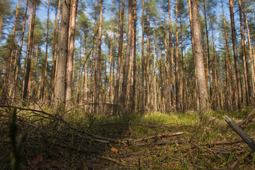 Pine tree in a forest, long exposure making the movement of the top of the trees visible