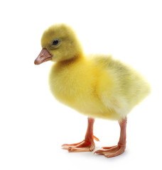 Gosling isolated on white background