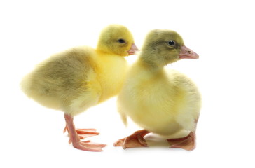Gosling isolated on white background