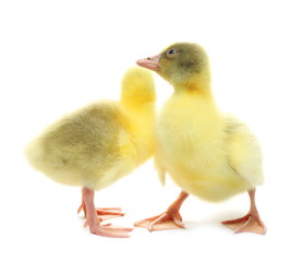 Gosling isolated on white background