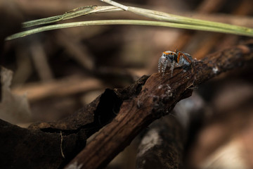 Saitis barbipes mâle