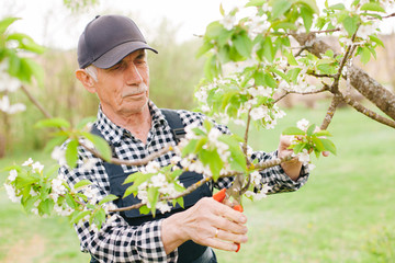 Senior gardener working with blooming tree. Old man in cap and overall in garden.