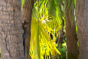 squirrel in the forest