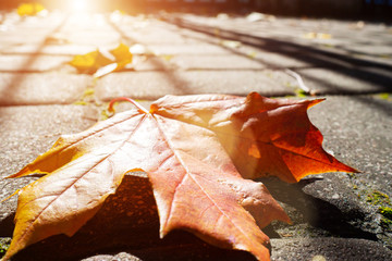 Fallen autumn maple leaf on paving slabs at sunset to depict the end of life, aging or cyclical nature, autumn in the city.