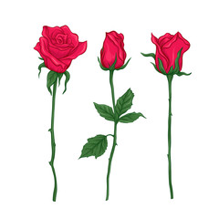 Obraz premium Zestaw czerwonych róż. Ilustracja wektorowa wielokolorowe. Element projektu.
