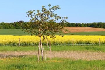 Frühlingslandschaft mit Obstbaum und Rapsfeld
