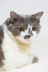 A white and gray cat is ready to catch prey. Hunting cat's eyes.