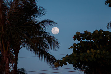 moon between palm leaves against a cold blue sky.