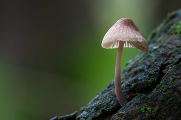 In The Woods 076