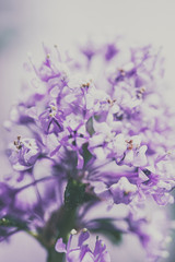 Fototapeta na wymiar Wundervolle Blüte in lila