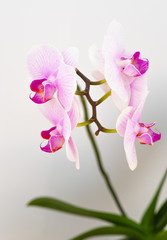 pink orchid  on white background