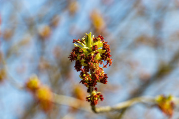 Box Elder Acer negundo blossom close up