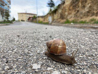 snail on the road