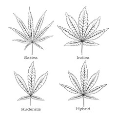 4 grades of cannabis leaf set sativa, indica, hybrid, ruderalis. Clip art, set of elements for design. Vector illustration isolated on white background..