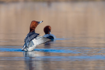 Common Pochard (Aythya ferina) wintering at Danube river dam near Bratislava, Slovakia © salparadis