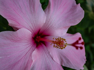 pink flower