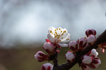Spring Blossom of Apricot Flowers in forest