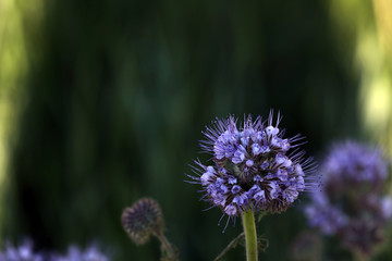 Phacelia Bienenweide Pflanze