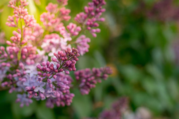 Lilac flower on a green background selective focus
