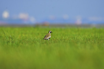 great crested grebe on grass
