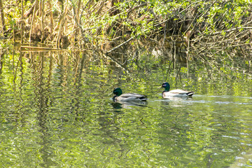 Duck swimming in the water