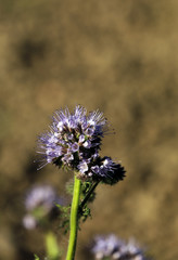 Phacelia Bienenweide Pflanze