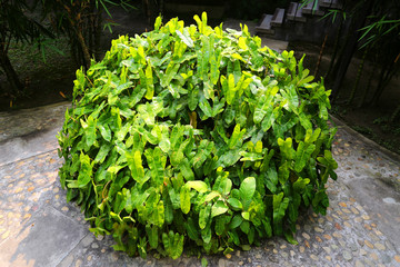 Garden shrubs in the yard. A yard made of green vine leaves.